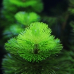 植栽から5日目　カボンバ